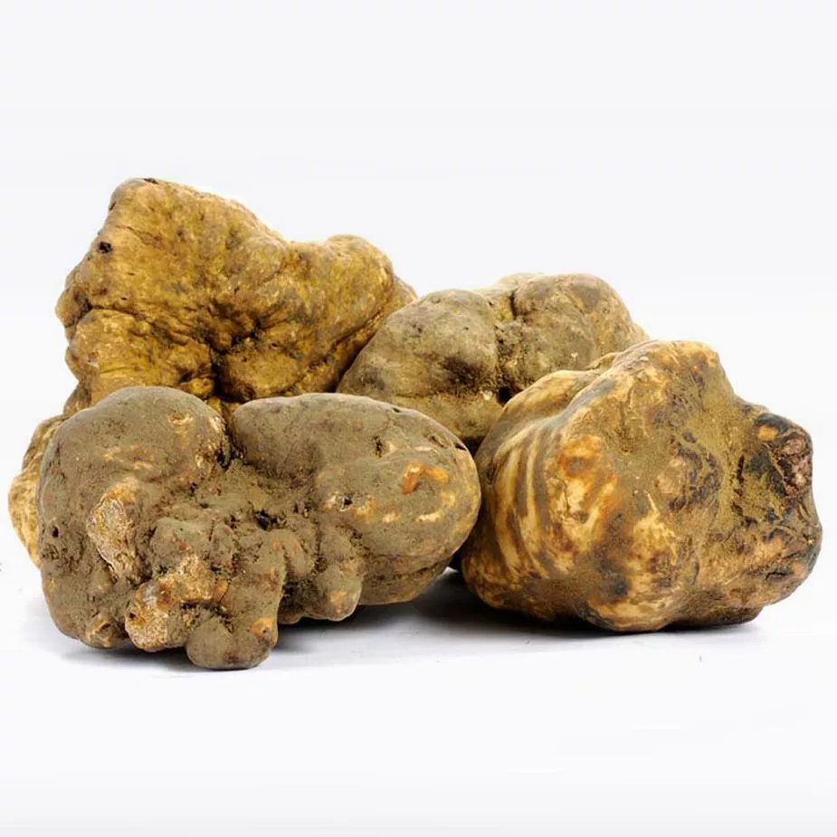 tartufo bianco